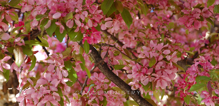 Devotions for Women: A Prayer for Those Who are Pro-Choice, and Pro-Life